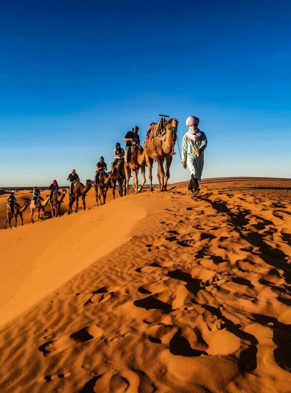 A caravan of camels led by a person traverses the sunlit desert dunes. 8 Days Tour From Casablanca ,morocco travel