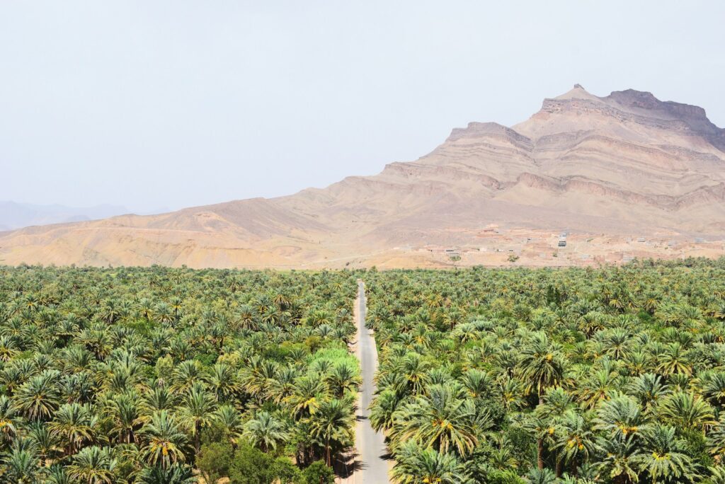road between green coconut trees at daytime, morocco travel ,3 Days Tours from Marrakech To Merzouga, morocco travel